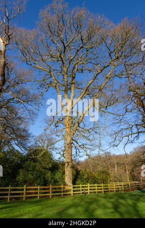 Lime trees (Tilia platyphyllos) during winter in Great Windsor Great Park, Surrey, UK. Stock Photo