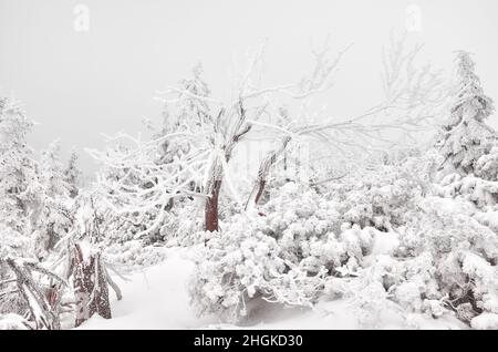 Beautiful winter mountain landscape with snow covered trees. Stock Photo