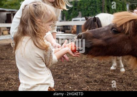 little girl feeding pony horse with apple in equestrian club Stock Photo