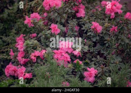 Beautiful Japanese pink Azalea flowers cut into a dense shrubbery. Full in bloom in may, springtime. Background full of flowers. Stock Photo