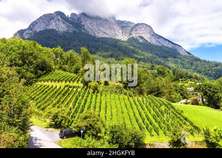 Vineyard overlooking mountain, Europe. Alpine landscape with vine plantation and village in summer. Scenic view of vineyard in countryside. Concept of Stock Photo