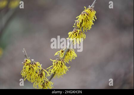 Yellow witch hazel (Hamamelis x intermedia) Arnold Promise blooms in a garden in January Stock Photo