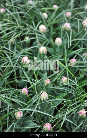 White with pink blush peony-flowered tulips (Tulipa) Ice Cream bloom in a garden in April Stock Photo
