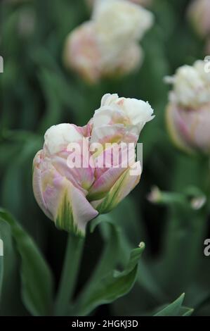 White with pink blush peony-flowered tulips (Tulipa) Ice Cream bloom in a garden in April Stock Photo