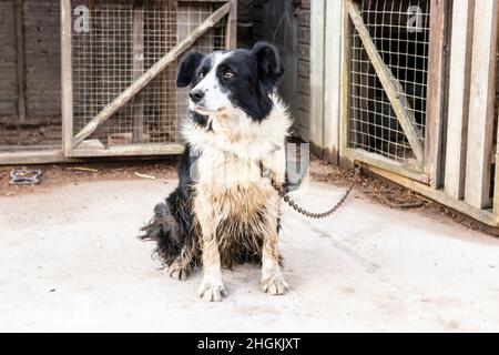 Border shop collie cage