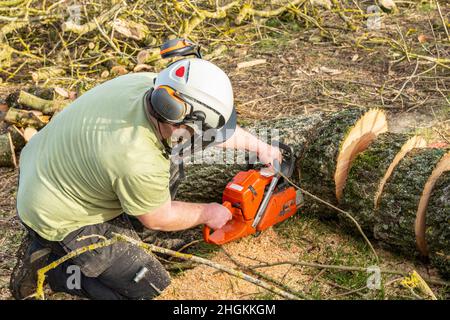 young male farmer using chainsaw to cut logs from fallen tree in field and adjusting settings Stock Photo