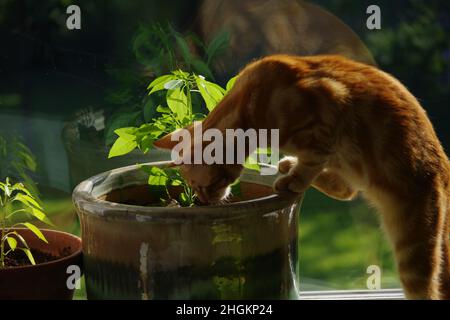 A cute ginger tabby cat exploring a tree and a plant Stock Photo