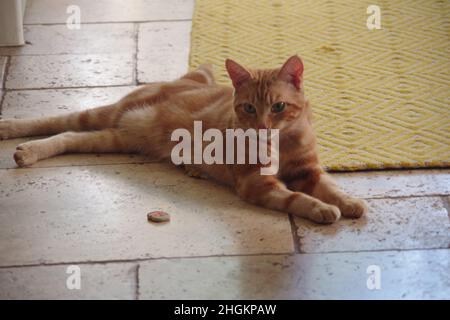 A cute ginger tabby cat exploring a tree and a plant Stock Photo