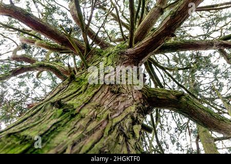 Looking up into a tree, with its rough patterned bark, and its many branches Stock Photo