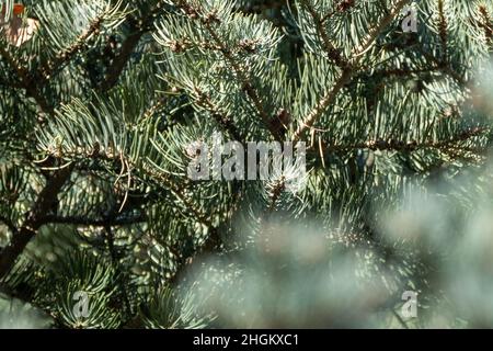 White Fir (Abies concolor) coniferous green pine tree needles close-up with sunny blurry foreground. Natural spring evergreen branches close view Stock Photo