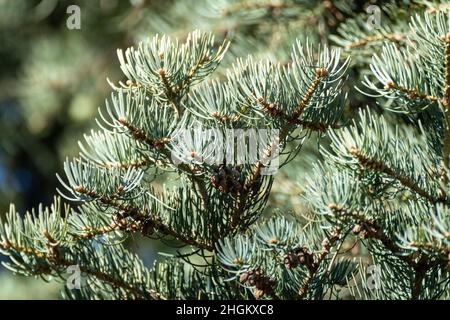 White Fir (Abies concolor) coniferous evergreen pine tree close-up on sunny blurry background. Natural spring green branches close view Stock Photo