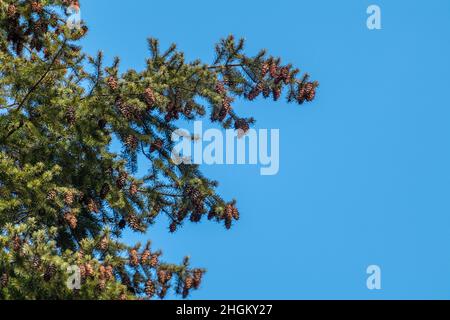 Green pine tree fur with pinecones on sunny blue sky background. Natural spring evergreen branches close view Stock Photo