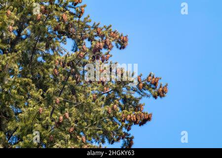 Green pine tree fur with pinecones on sunny blue sky background. Natural spring evergreen branches view Stock Photo