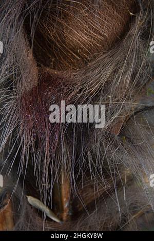 Detail of palm tree trunk vegetal fibers  Close-up detailed texture of a palm tree trunk with long fibers and some palm syrop Stock Photo