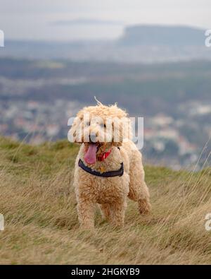 Cockapoo dog playing in hilly field Stock Photo