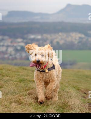 Cockapoo dog playing in hilly field Stock Photo