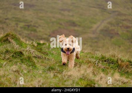 Cockapoo dog playing in hilly field Stock Photo