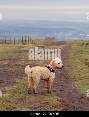 Cockapoo dog playing in hilly field Stock Photo