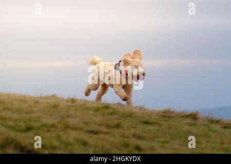 Cockapoo dog playing in hilly field Stock Photo