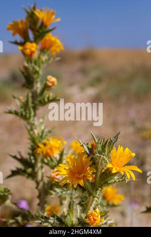 Species Scolymus hispanicus plant flower close-up, also known as Golden thistle or Spanish oyster thistle, an herbaceous native to south and west Euro Stock Photo