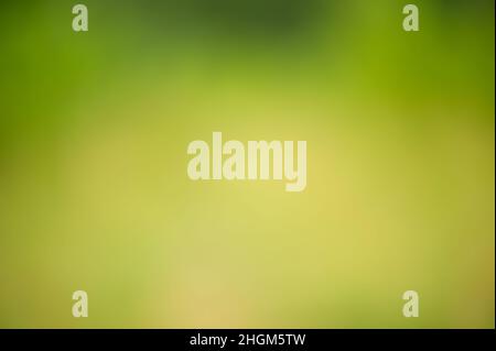 Defocus greenery forest. Blurred natural green background. Stock Photo
