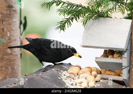 ringed blackbird at a feeding place has a grain in its beak Stock Photo