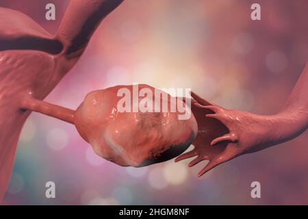 Healthy ovary and fallopian tube, illustration Stock Photo