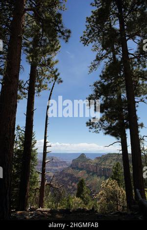 View of the Grand Canyon from an overlook point between pine trees on the North Rim Widforss hiking trail Stock Photo