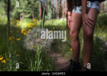 A female hiker walking along the North Rim Widforss Point hiking trail to the Grand Canyon stops to look at a dandelion seedhead Stock Photo