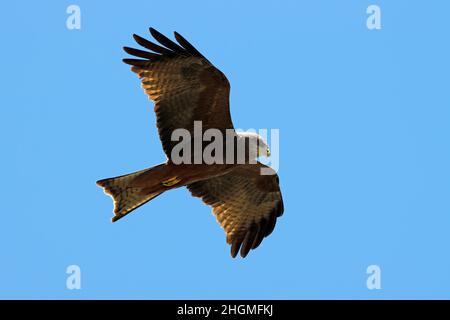 A yellow-billed kite (Milvus aegyptius) in flight against a clear blue sky, South Africa Stock Photo