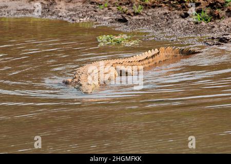 A Nile crocodile (Crocodylus niloticus) basking in shallow water, Kruger National Park, South Africa