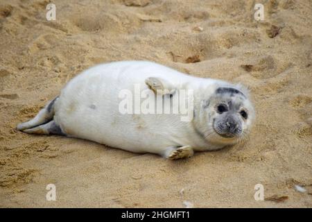 seal pup on beach horsey gap, north norfolk,england Stock Photo
