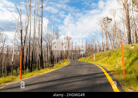 Photograph of trees burnt in a bushfire on an alpine road in the Snowy Mountains in New South Wales in Australia Stock Photo