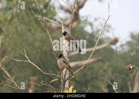 two bulbul birds sitting on tree. Stock Photo