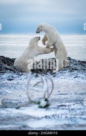 Two polar bears play fight by antlers Stock Photo