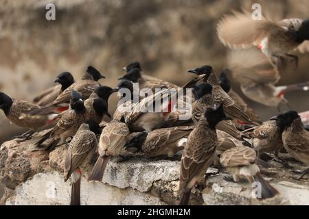 bulbul birds sitting on wall. Stock Photo