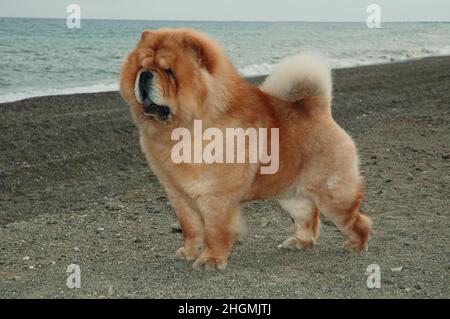 Chow chow purebred dog brown color male standing on thew sand near the sea Stock Photo