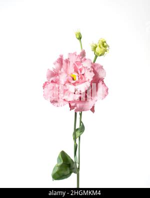 Pink Eustoma flower isolated on white background. Stock Photo