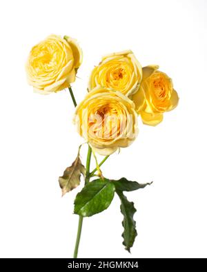 Yellow rose flowers isolated on white background. Stock Photo