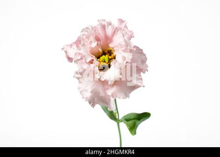 Pale pink Eustoma flower isolated on white background. Stock Photo