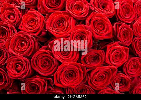 Large group of dark red roses close up. Stock Photo