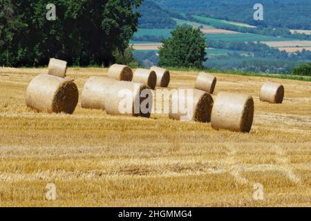 A group of rolled bales of fodder on a stubble field. Stock Photo