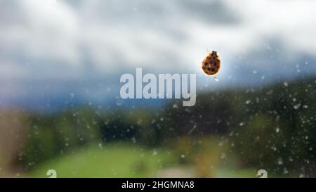 A close-up of a ladybug perched on a pane of glass with a scenic background and depth of field Stock Photo