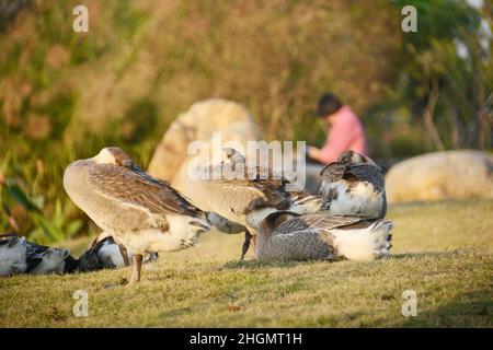 A flock of geese are basking on the grass in winter. Stock Photo