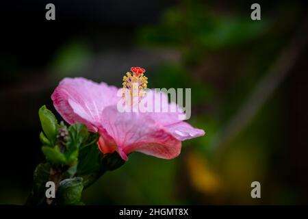 Pink colored fully bloomed Hibiscus flower. Used selective focus with copy space. Stock Photo