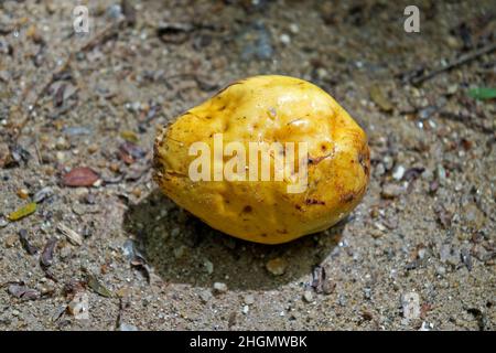 Malabar almond fruit on soil Stock Photo