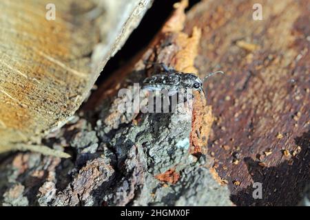A wood-boring forest insect, the gray tiger longicorn beetle - Xylotrechus rusticus , Family: Cerambycidae. Stock Photo