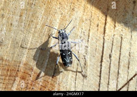 A wood-boring forest insect, the gray tiger longicorn beetle - Xylotrechus rusticus , Family: Cerambycidae. Stock Photo
