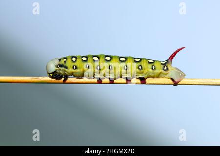 Caterpillar of hawk moth - Hyles gallii on a stalk of grass. Stock Photo