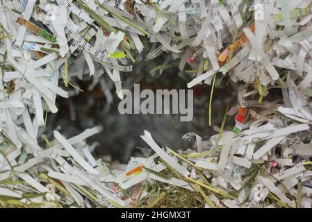 Stack of shredded paper used as bedding for a pet. Stock Photo